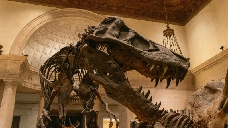 Natural History Museum First Fridays