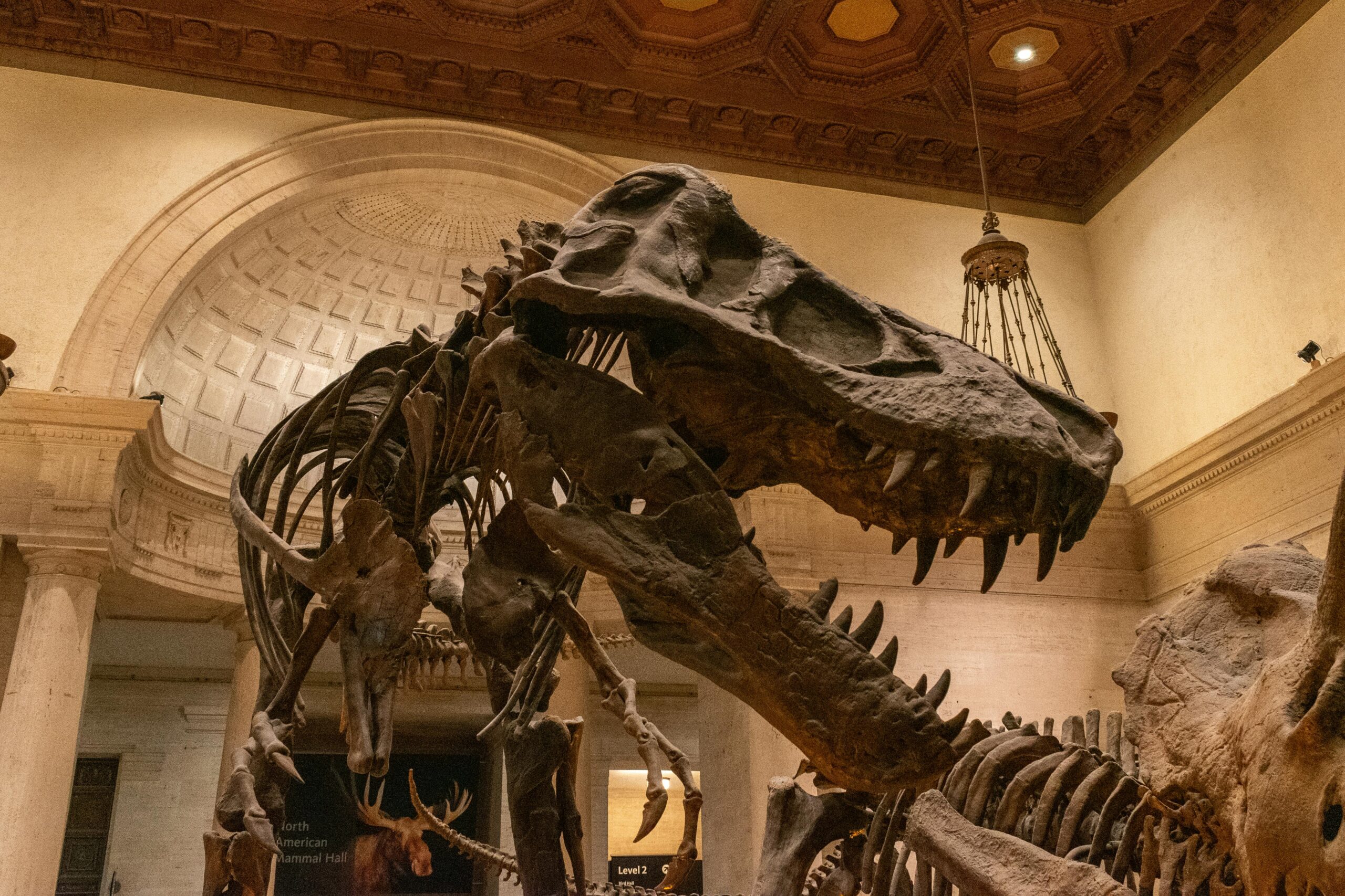 Natural History Museum First Fridays